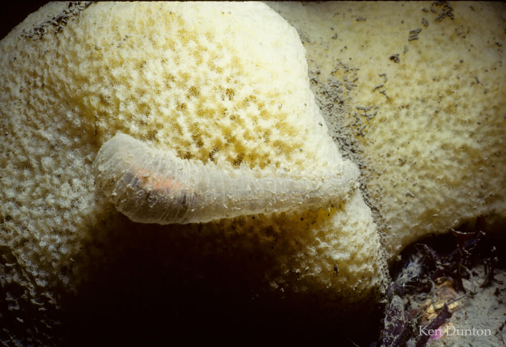 Polycheate: Flabelligera sp. (on sponge)